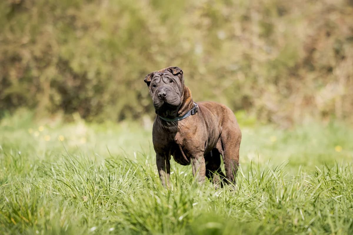 Orka, female 7yo Shar Pei for adoption at Anim'toit, Prinquiau