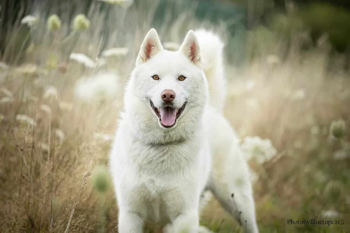 Pégase, male 5yo Husky for adoption at Anim'toit, Prinquiau