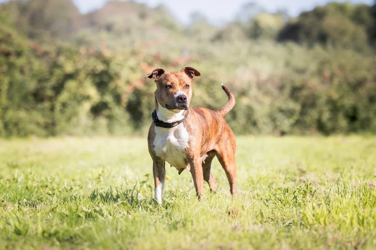 Shiva, female young American Staffordshire Terrier for adoption at Anim'toit, Prinquiau