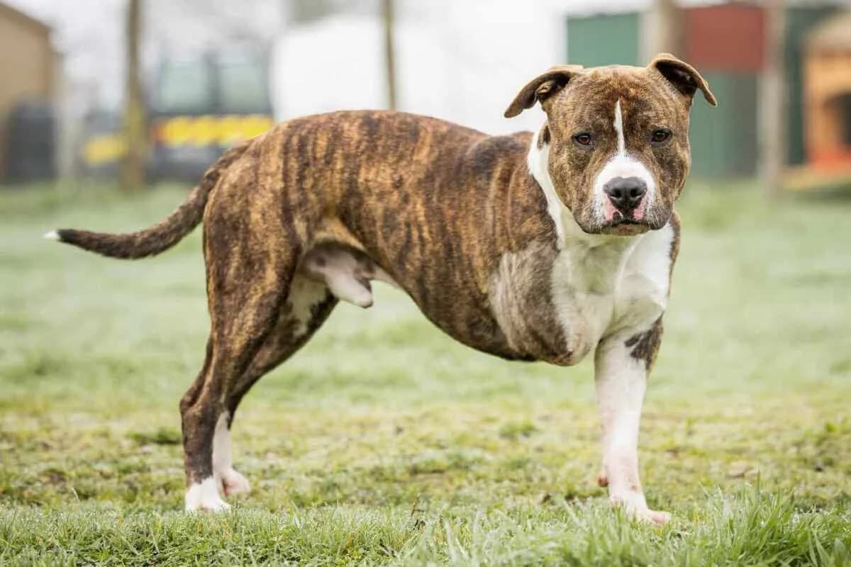 Tibag, male 4yo American Staffordshire Terrier for adoption at Anim'toit, Prinquiau