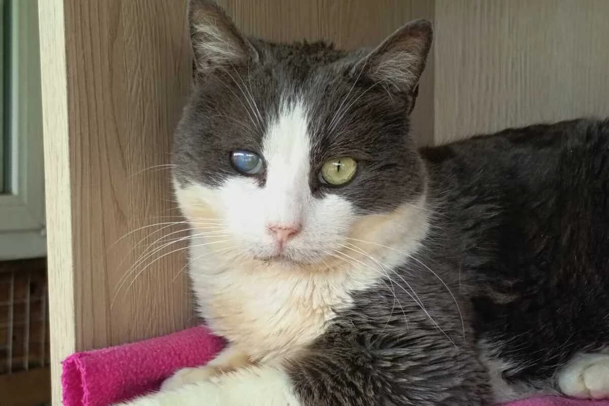 Uguio, male European Shorthair for adoption at Anim'toit, Prinquiau