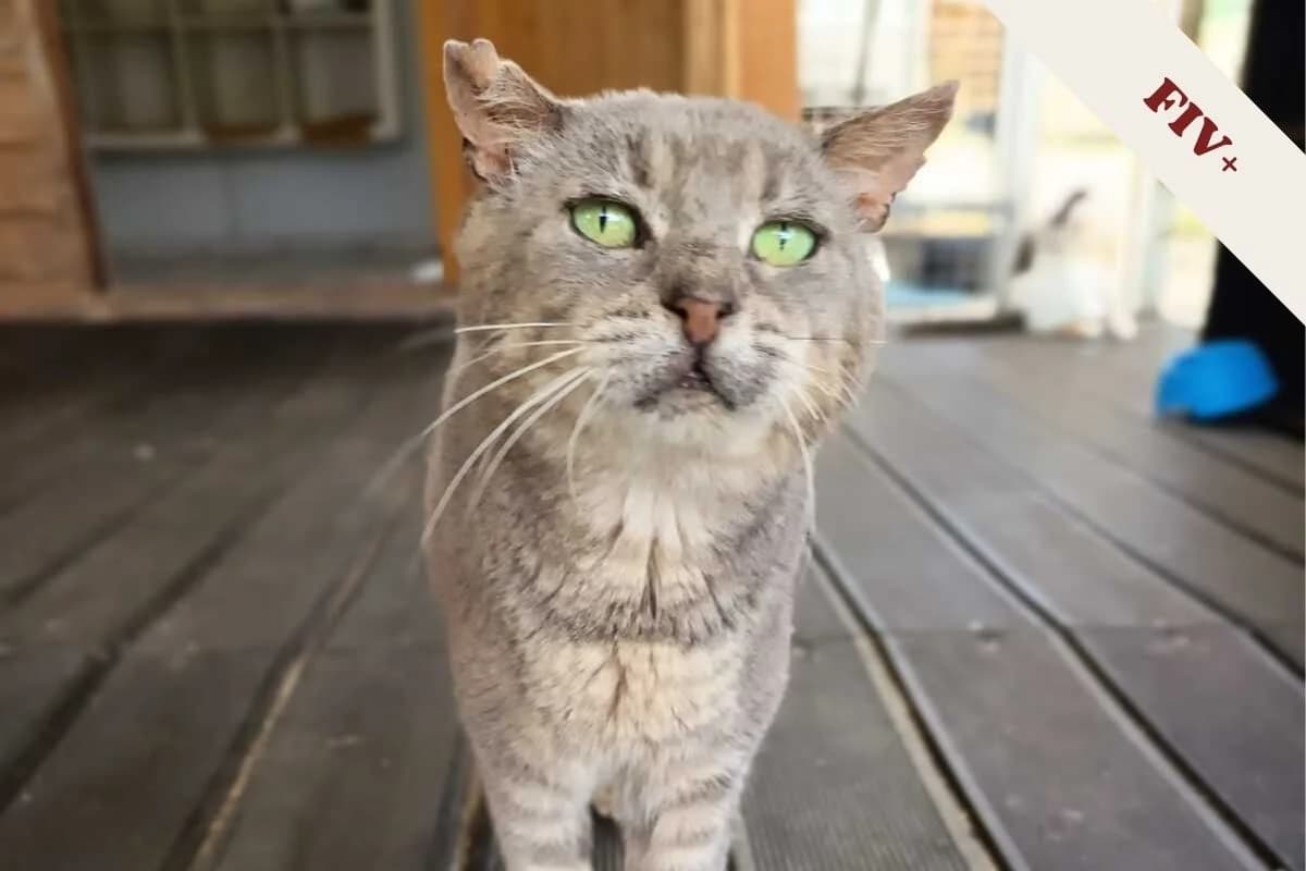 Unnick Noah, male European Shorthair for adoption at Anim'toit, Prinquiau