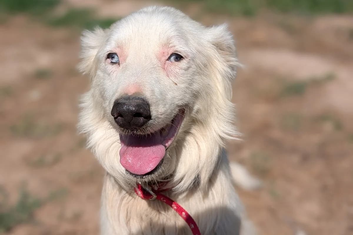 Alaska, male 7yo Border Collie for adoption at Anim'toit, Prinquiau
