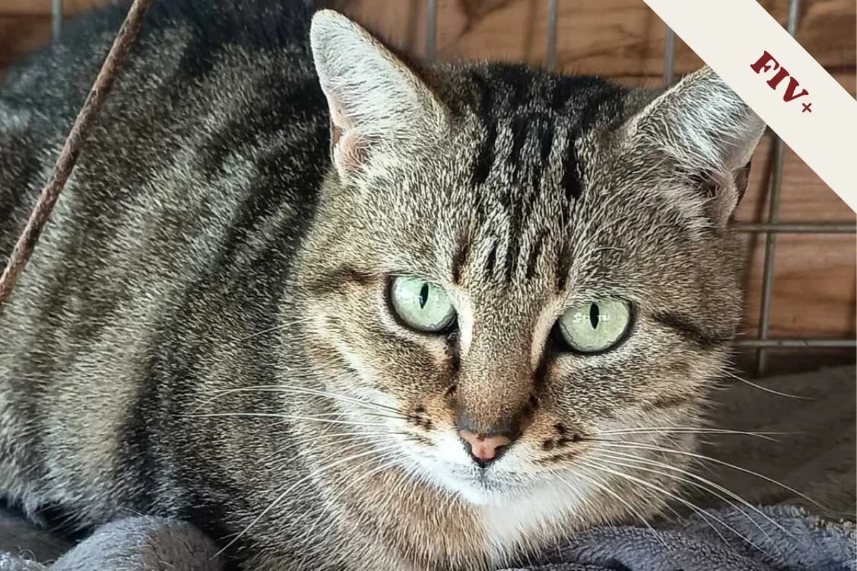 Alouette, female 4yo European Shorthair for adoption at Anim'toit, Prinquiau