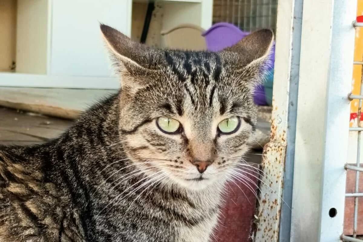 Toinette, female 3yo European Shorthair for adoption at Anim'toit, Prinquiau