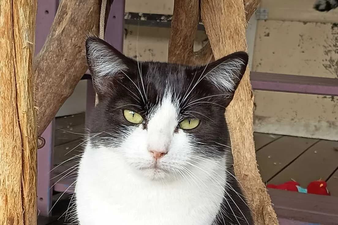 Uby, male 3yo European Shorthair for adoption at Anim'toit, Prinquiau