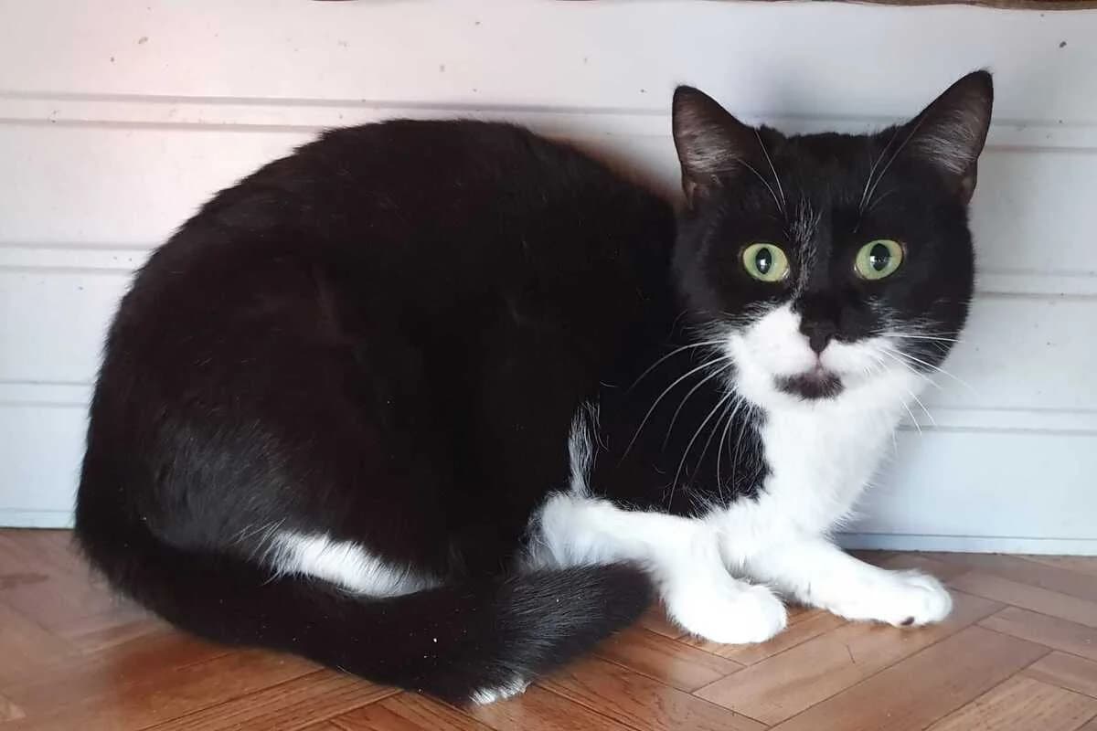 Uodka, female 3yo European Shorthair for adoption at Anim'toit, Prinquiau
