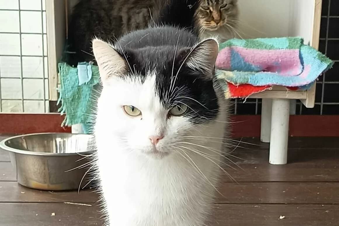 Uzès, male European Shorthair for adoption at Anim'toit, Prinquiau
