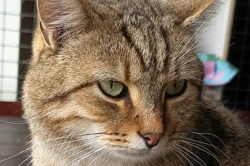 Usher, male 4yo European Shorthair for adoption at Anim'toit, Prinquiau