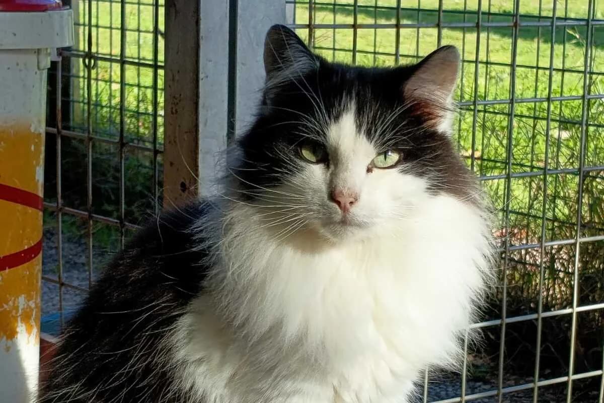 Uvocat, male European Shorthair for adoption at Anim'toit, Prinquiau