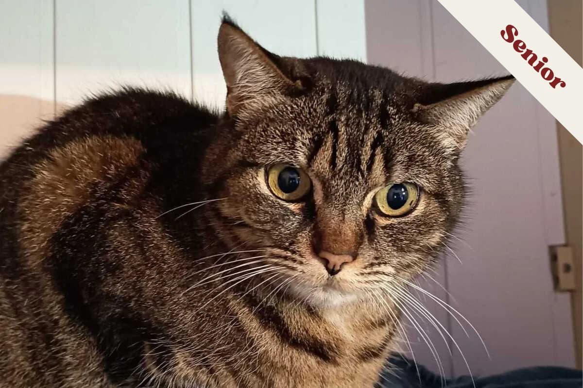 Praline, female senior European Shorthair for adoption at Anim'toit, Prinquiau