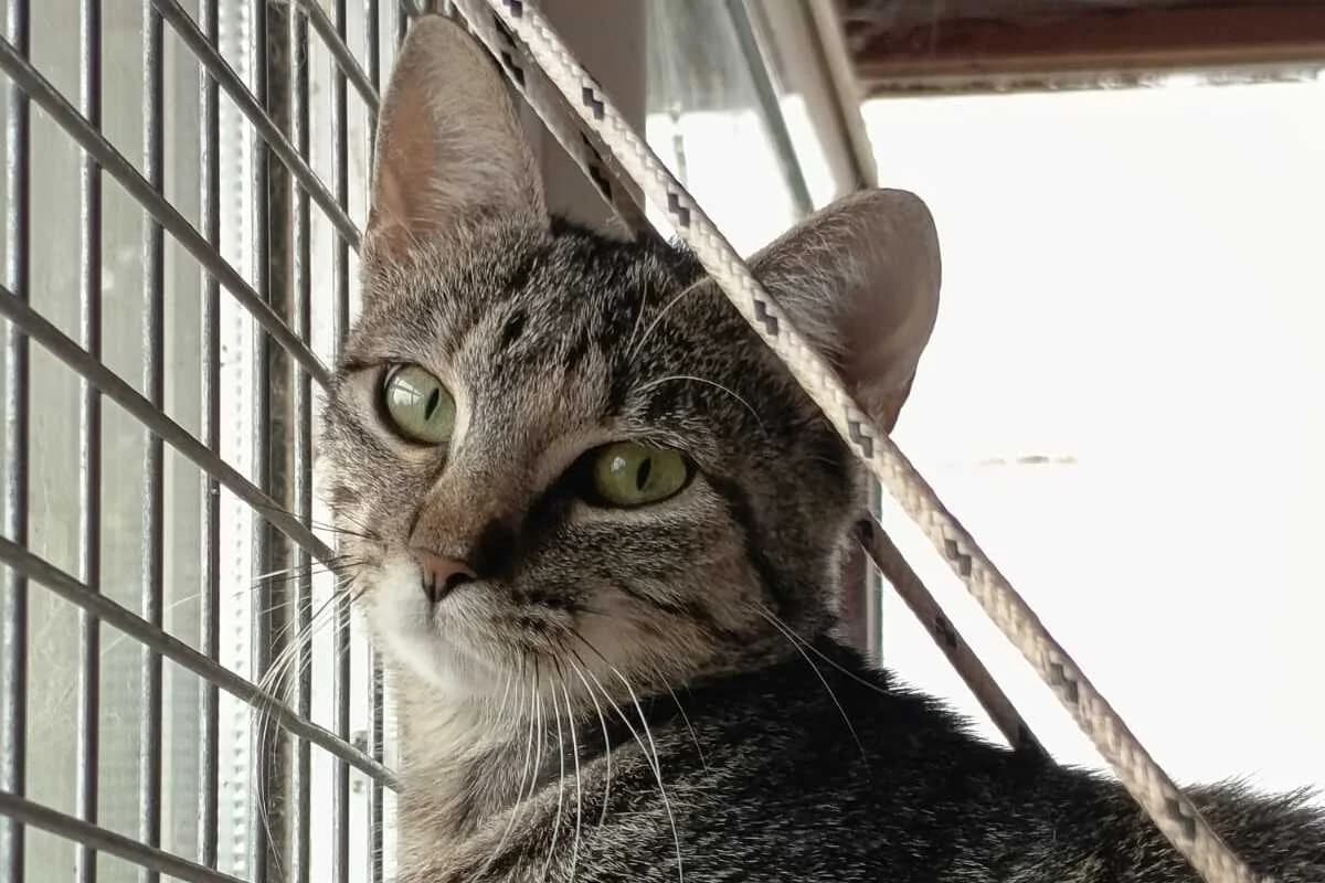 Athéna, female young European Shorthair for adoption at Anim'toit, Prinquiau