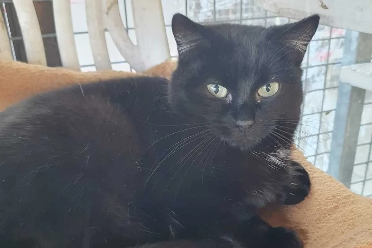 Util, male 4yo European Shorthair for adoption at Anim'toit, Prinquiau