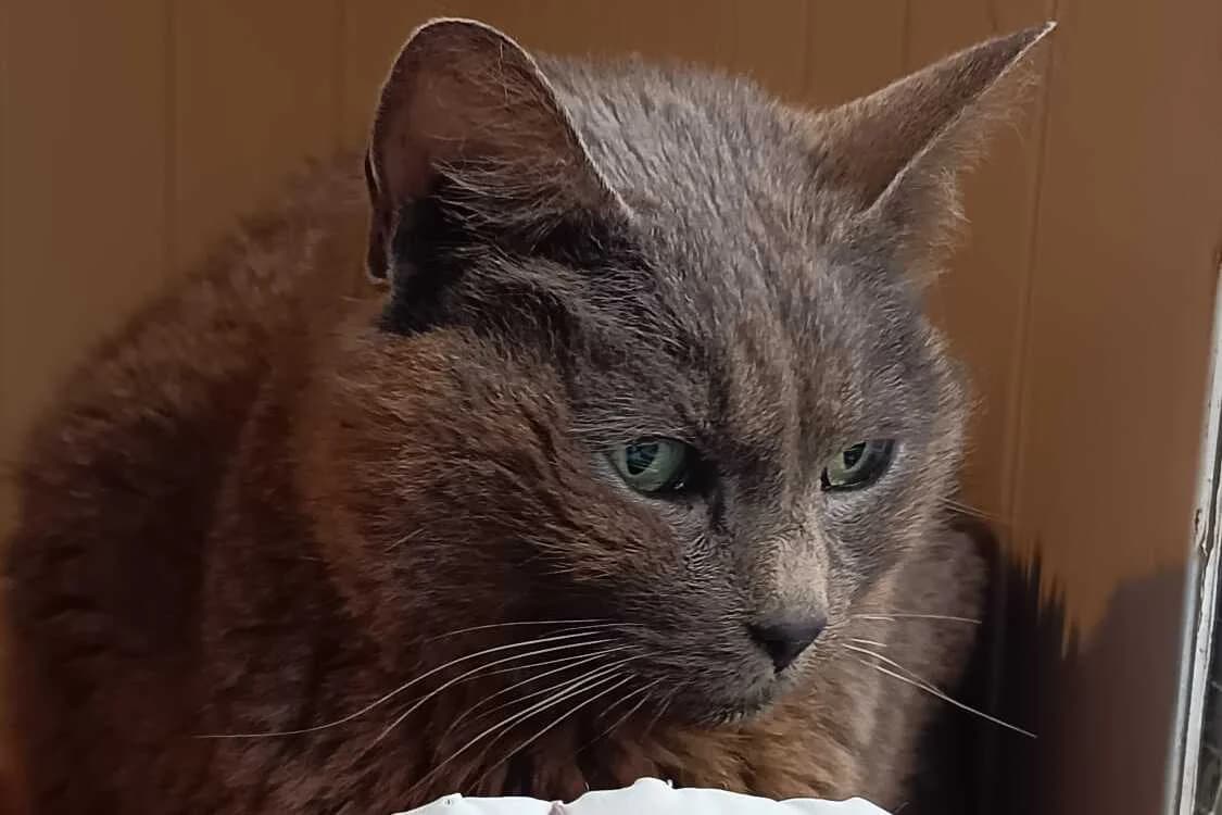 Sylver, female European Shorthair for adoption at Anim'toit, Prinquiau