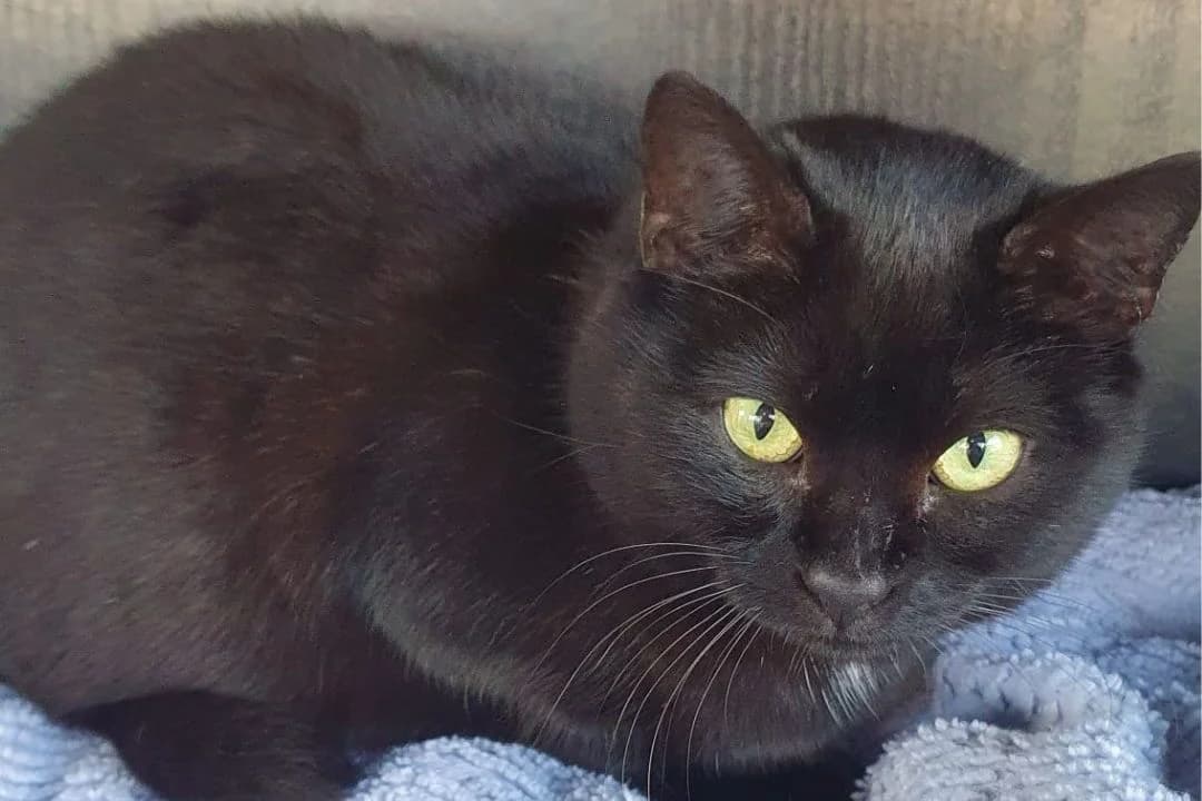 Yomé, female 3yo European Shorthair for adoption at Anim'toit, Prinquiau