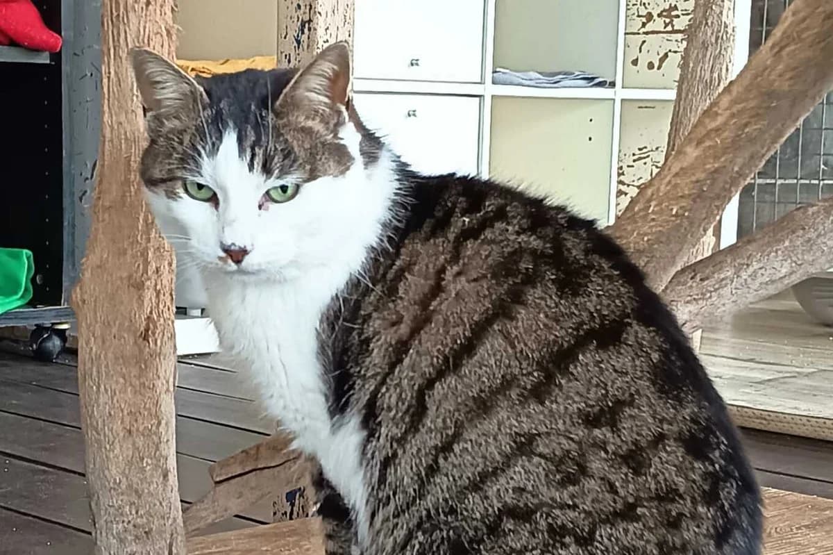 Rose, female 7yo European Shorthair for adoption at Anim'toit, Prinquiau