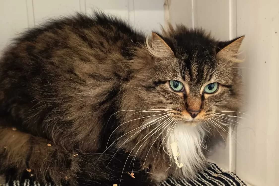 Talomé, female 6yo European Shorthair for adoption at Anim'toit, Prinquiau