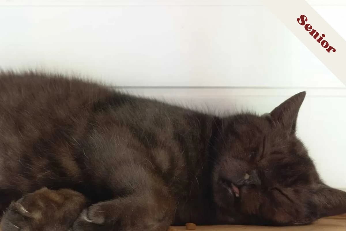 Rhubarbe, male 5yo European Shorthair for adoption at Anim'toit, Prinquiau