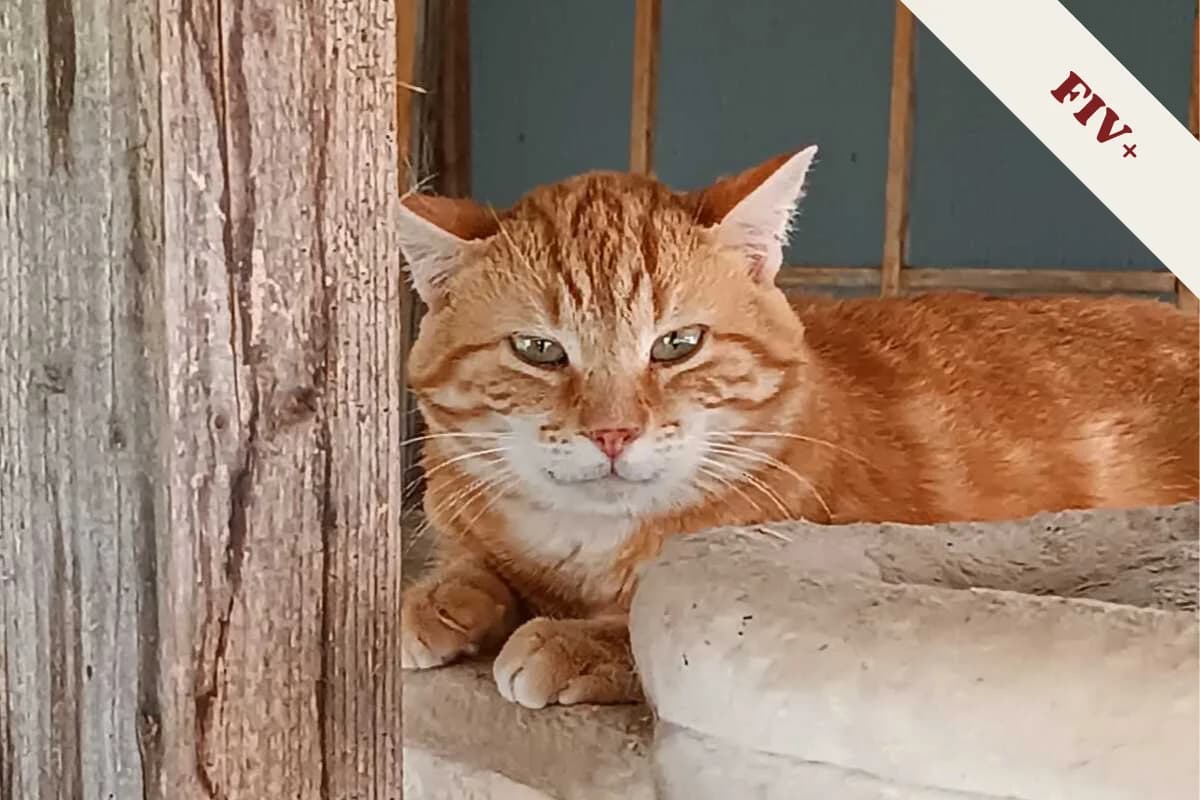 Umeur, male 6yo European Shorthair for adoption at Anim'toit, Prinquiau