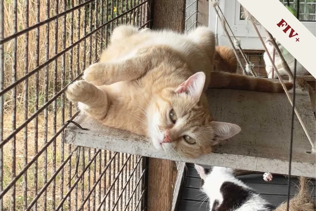 Thym, female European Shorthair for adoption at Anim'toit, Prinquiau