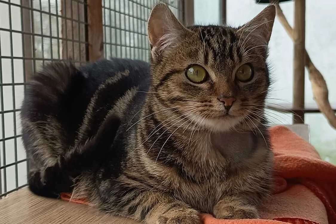 Ayo, male European Shorthair for adoption at Anim'toit, Prinquiau