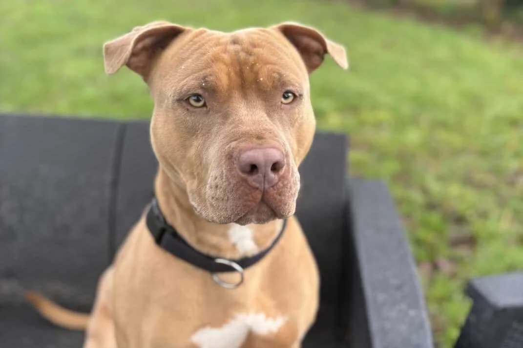 Anky, male young American Staffordshire Terrier for adoption at Anim'toit, Prinquiau