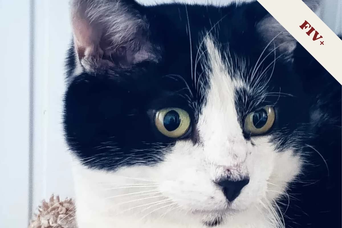 Vipsy, male European Shorthair for adoption at Anim'toit, Prinquiau