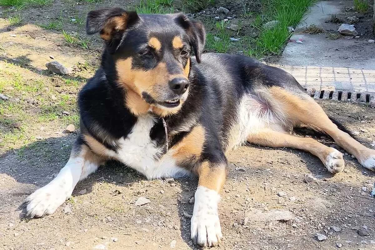 Lilo, female 6yo mixed breed for adoption at Anim'toit, Prinquiau