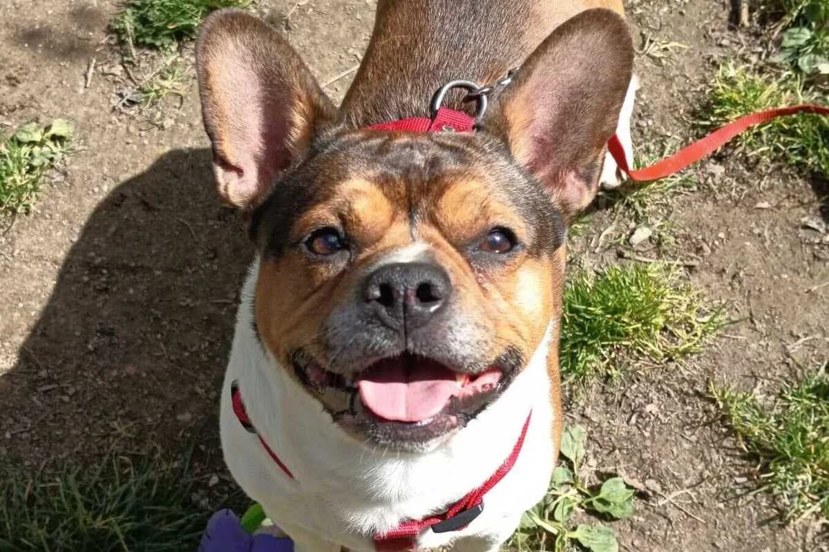 Bidule, male 5yo French Bulldog for adoption at Anim'toit, Prinquiau