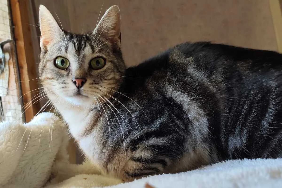 Uistiti, female 3yo European Shorthair for adoption at Anim'toit, Prinquiau