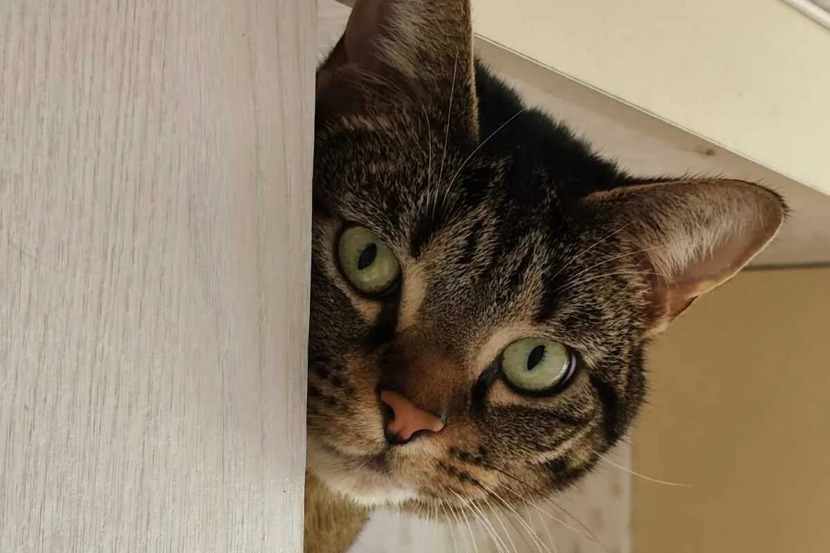 Pixel &, female 4yo European Shorthair for adoption at Anim'toit, Prinquiau