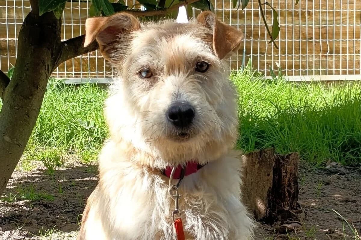 Bleuen, female young Mixed Breed for adoption at Anim'toit, Prinquiau