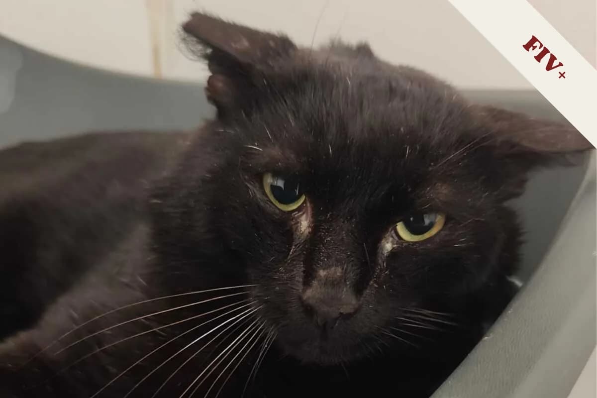 Benito, male 7yo European Shorthair for adoption at Anim'toit, Prinquiau