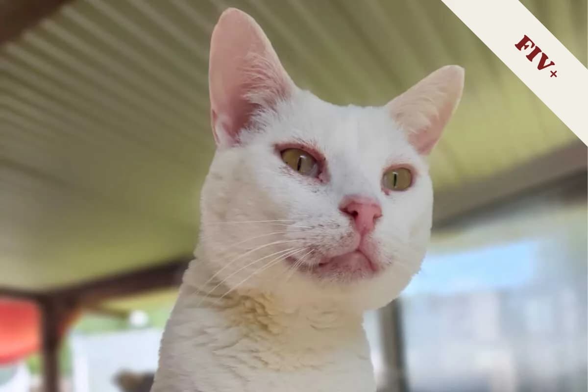 Anubis, male 4yo European Shorthair for adoption at Anim'toit, Prinquiau