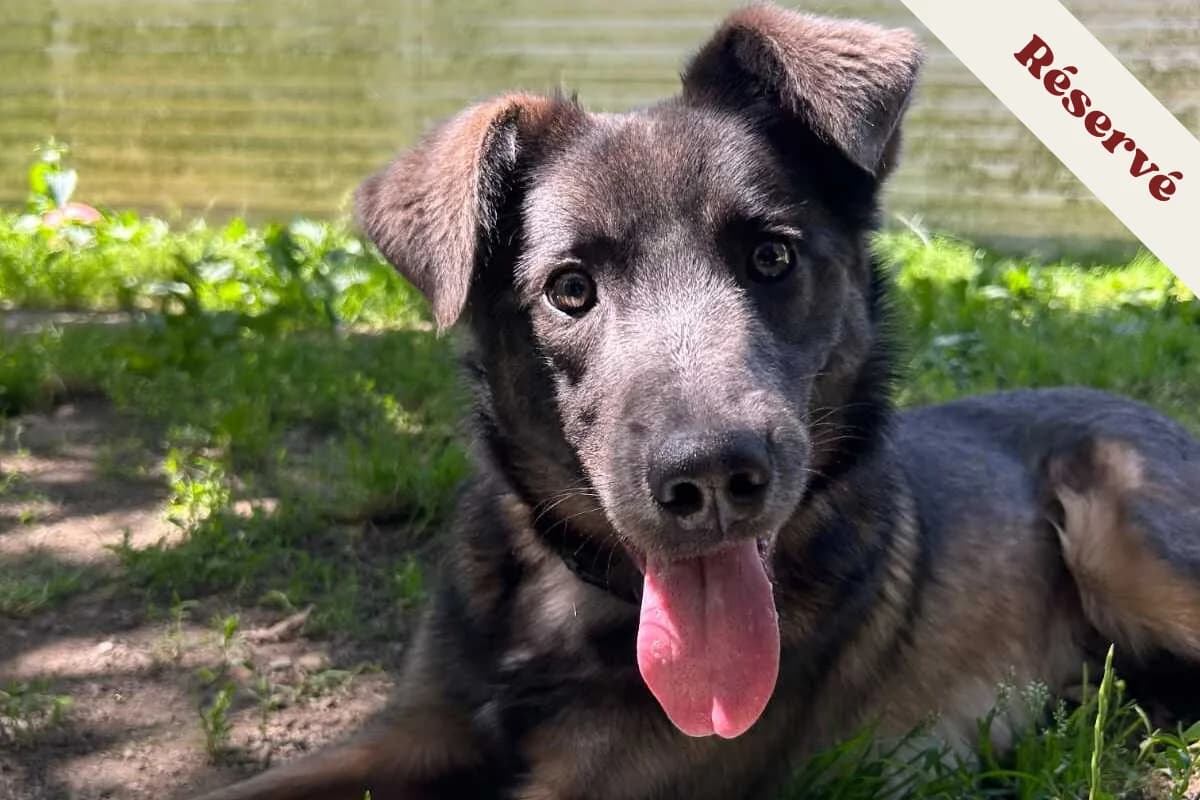 Byron, male young mixed breed for adoption at Anim'toit, Prinquiau