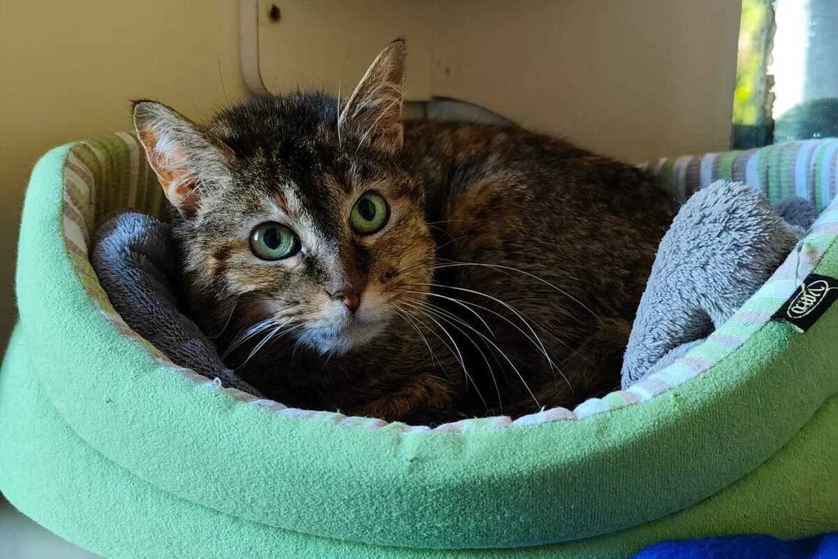 Yanma, female 6yo European Shorthair for adoption at Anim'toit, Prinquiau