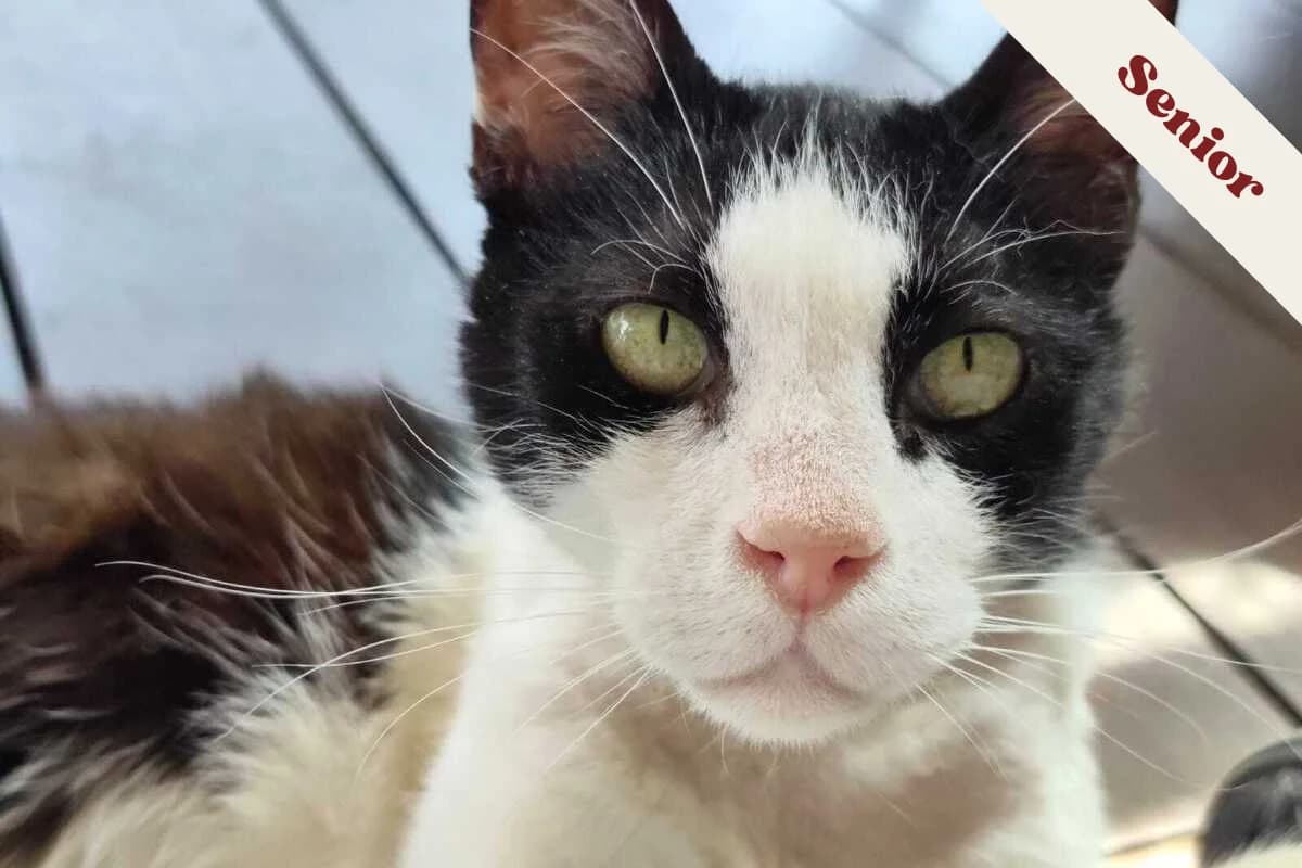 Oreo, male senior European Shorthair for adoption at Anim'toit, Prinquiau