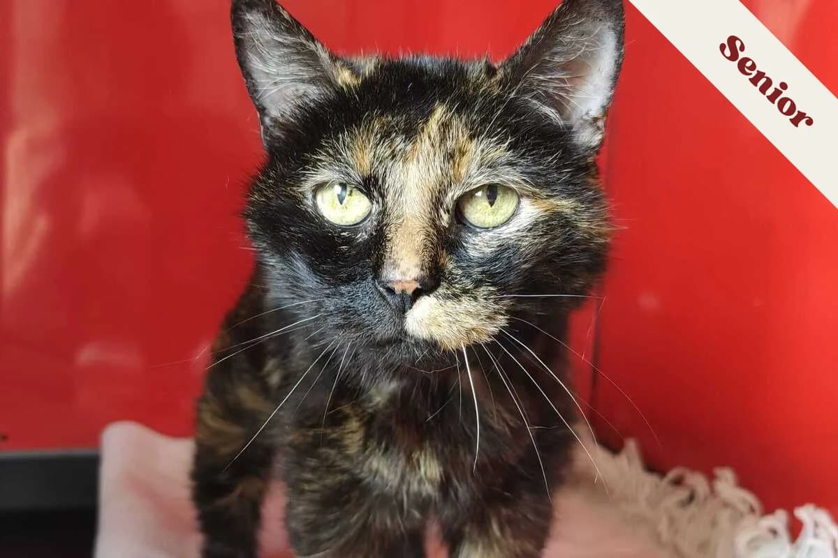 Brillante, female senior European Shorthair for adoption at Anim'toit, Prinquiau