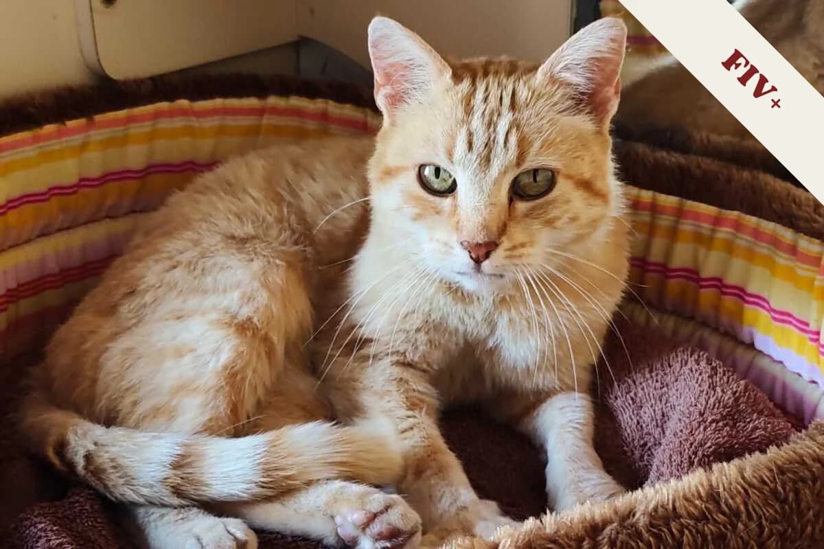 Brasero, female 3yo European Shorthair for adoption at Anim'toit, Prinquiau