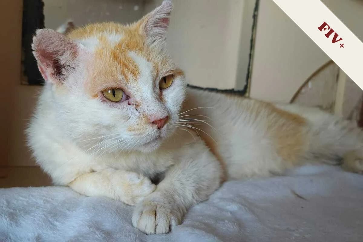Bagarreur, male 6yo European Shorthair for adoption at Anim'toit, Prinquiau