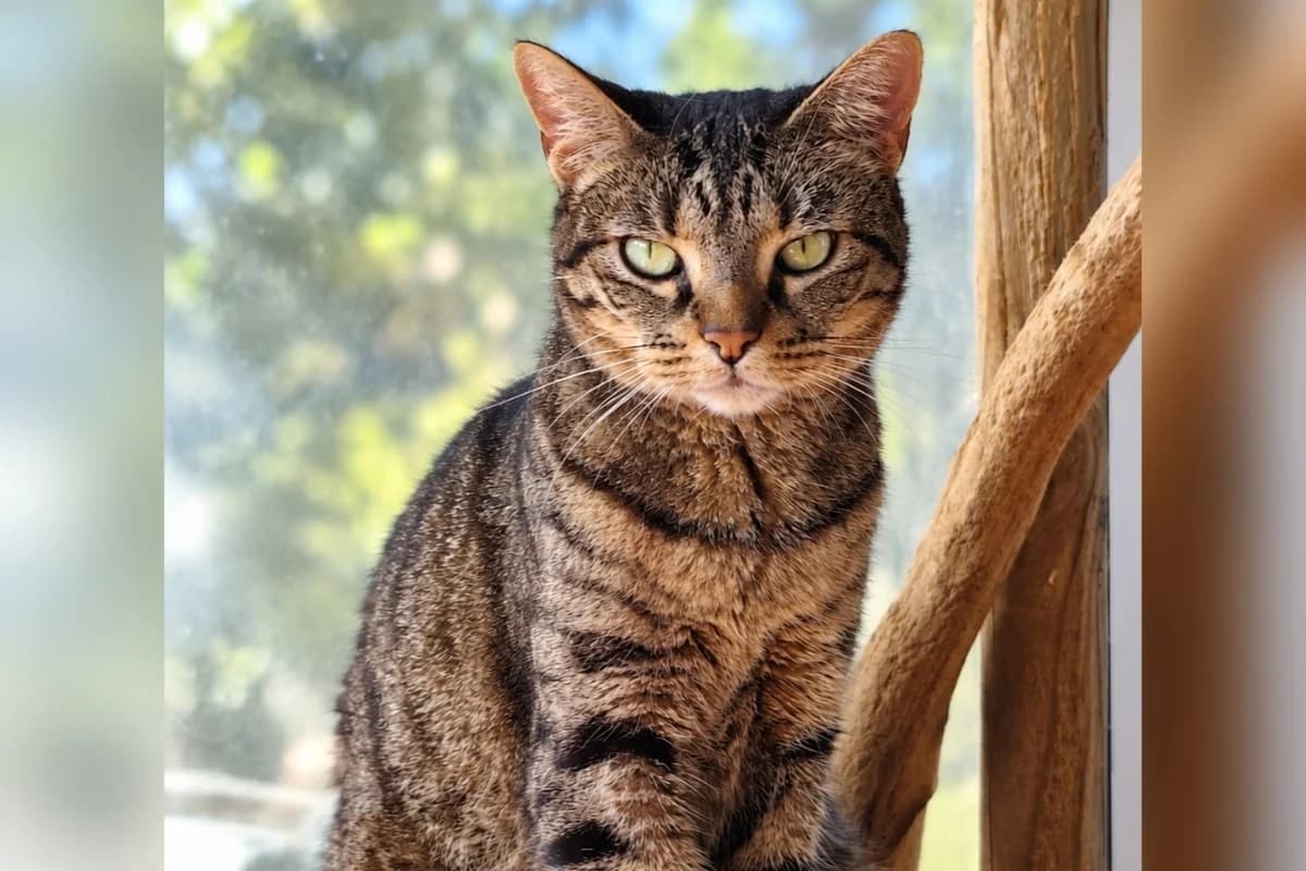 Pixel, female 3yo European Shorthair for adoption at Anim'toit, Prinquiau