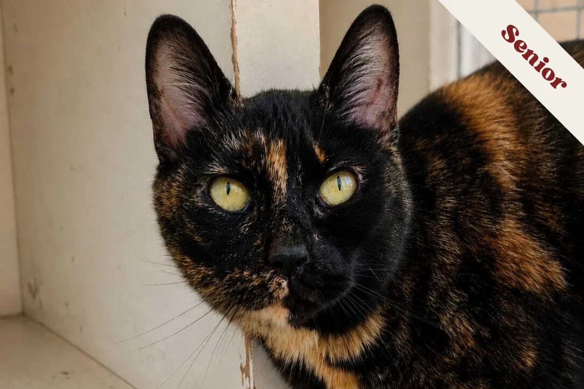 Minette, female senior European Shorthair for adoption at Anim'toit, Prinquiau