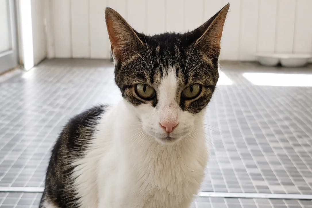 Beyoncé, female young European Shorthair for adoption at Anim'toit, Prinquiau