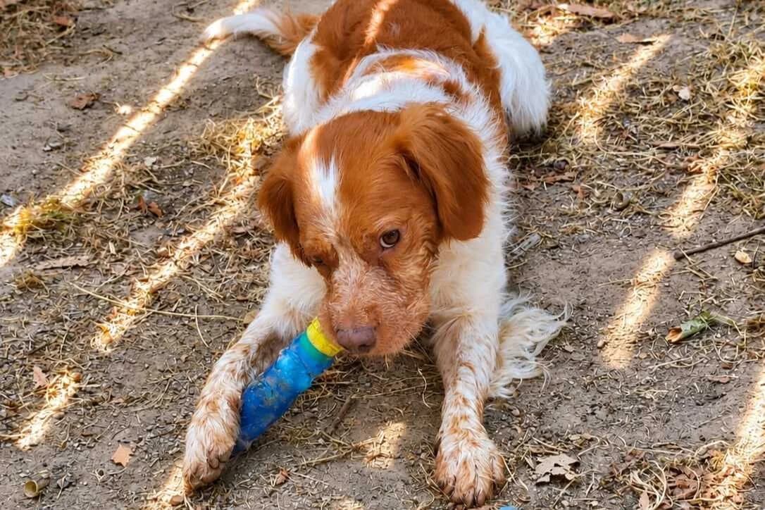 Bénabar, male young Brittany Spaniel for adoption at Anim'toit, Prinquiau
