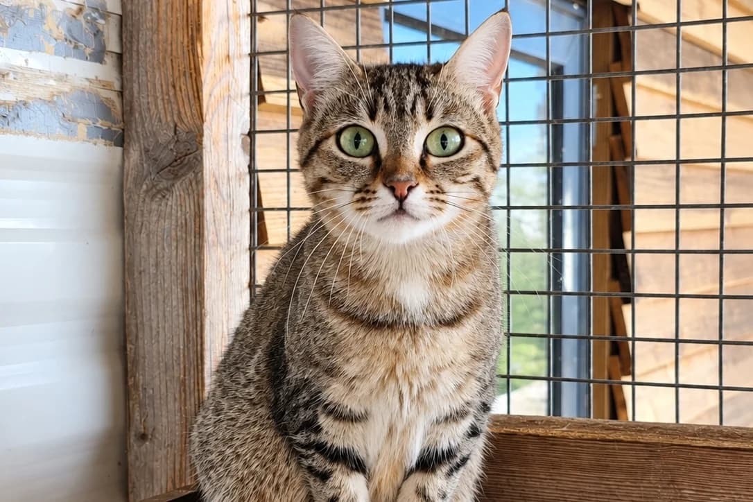 Aster, female puppy European Shorthair for adoption at Anim'toit, Prinquiau