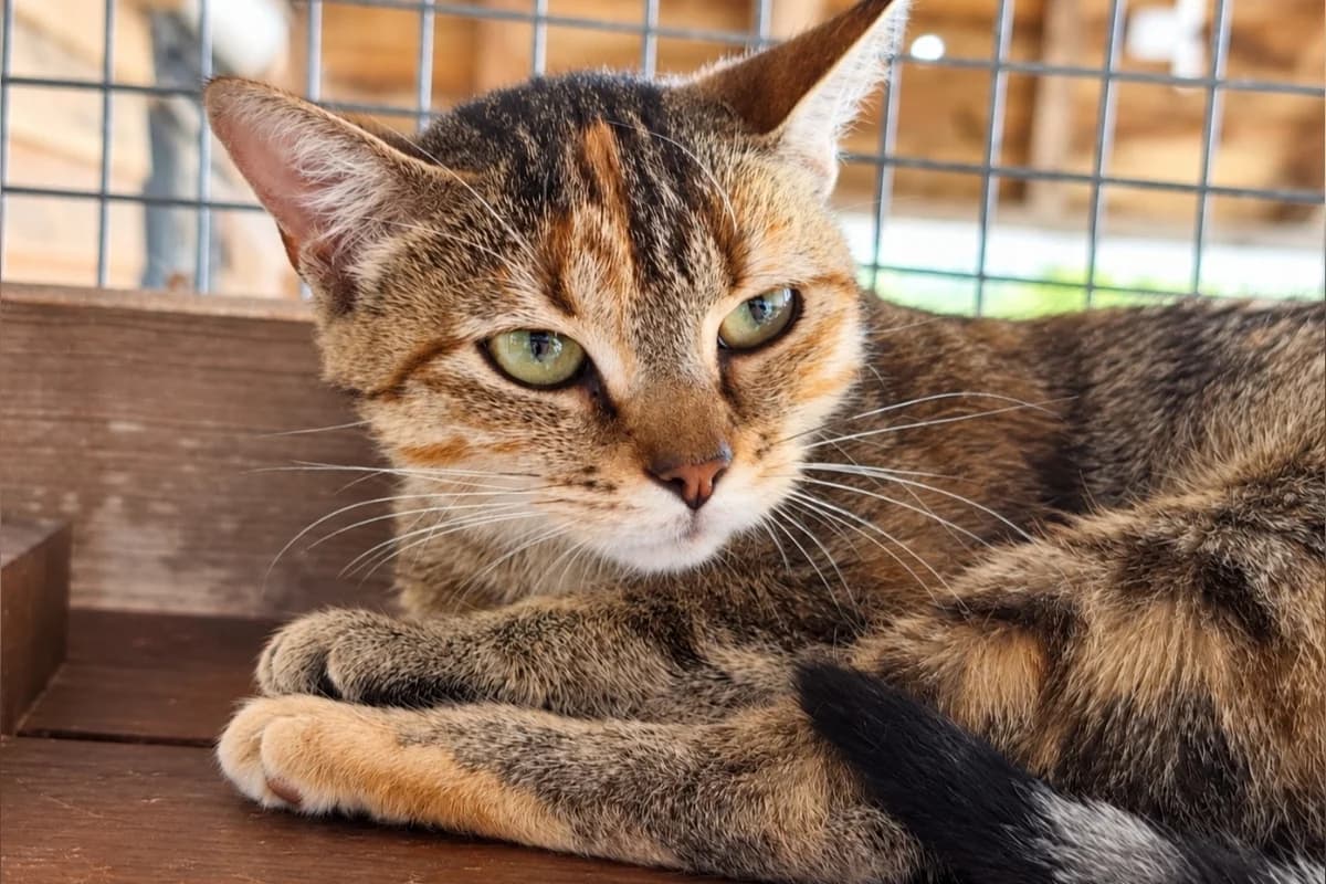 Bibille, female young European Shorthair for adoption at Anim'toit, Prinquiau
