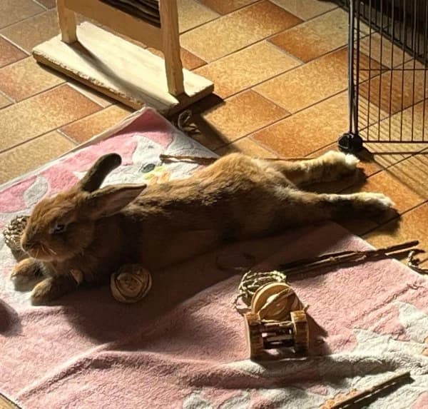 Léon, Mixed Breed (Ani-Nounou)