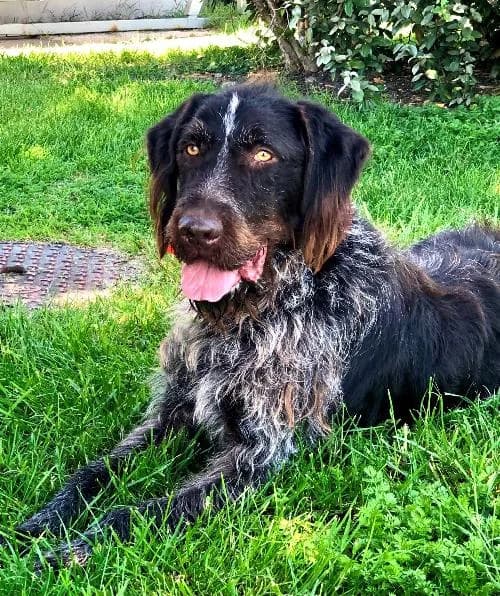 Quiz, male 7yo mixed breed for adoption at APA63 Clermont-Ferrand, Clermont-Ferrand