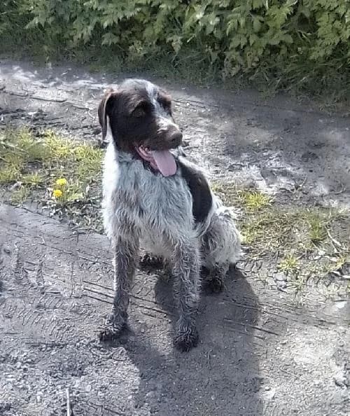 Cooki, male senior Mixed Breed for adoption at APA63 Clermont-Ferrand, Clermont-Ferrand