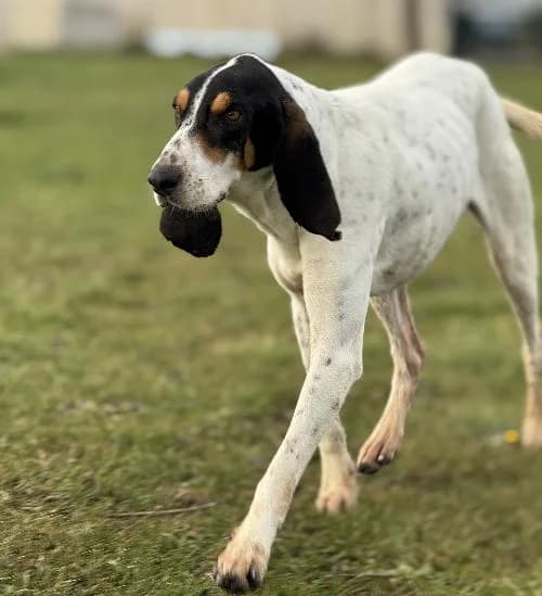 St Eloy, male 3yo mixed breed for adoption at APA63 Clermont-Ferrand, Clermont-Ferrand